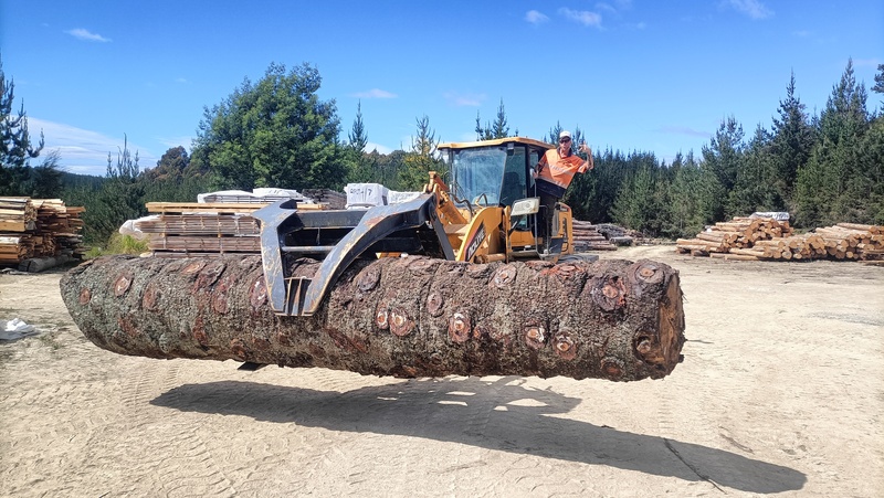 Bunya Bunya Pine Log